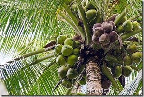 кокосовый орех, коксовая пальма