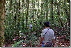 Филиппины природа лес