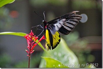 Филиппины, остров Бохол, сад бабочек