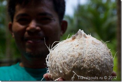 чистиа кокосовый орех