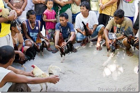 Петушиные бои на Филиппинах