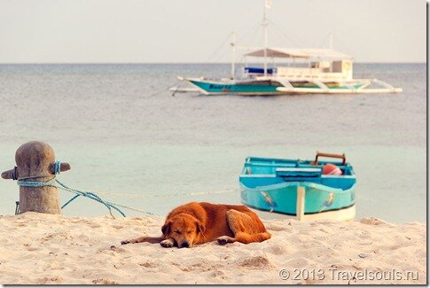 Филиппины, пляж, белый песок, собака на море