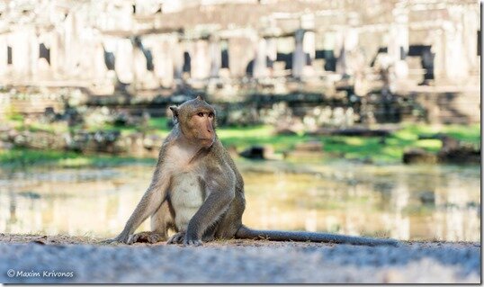 Angor Wat, Cambodia, Siem Reap, ruins, stone, monkey