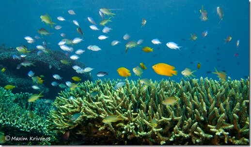 Филиппины, Моалбоал, Себу, рыбки, подводная, жизнь, фотография, подводный мир, коралл