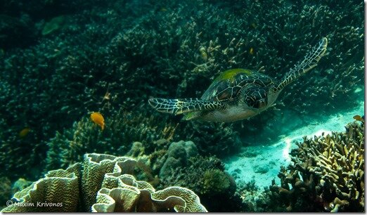 Филиппины, Моалбоал, Себу, черепаха, морская, подводная, жизнь
